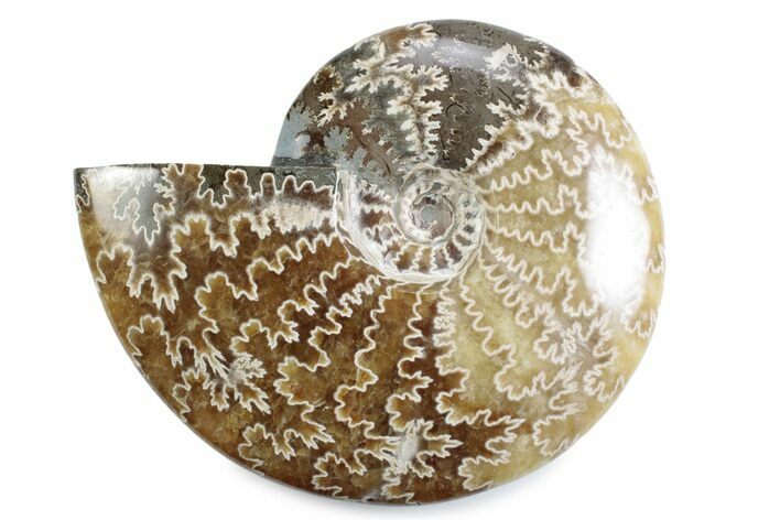 Polished Ammonite (Cleoniceras) Fossil - Madagascar #365048